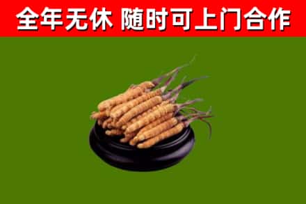 美姑烟酒回收冬虫夏草.jpg
